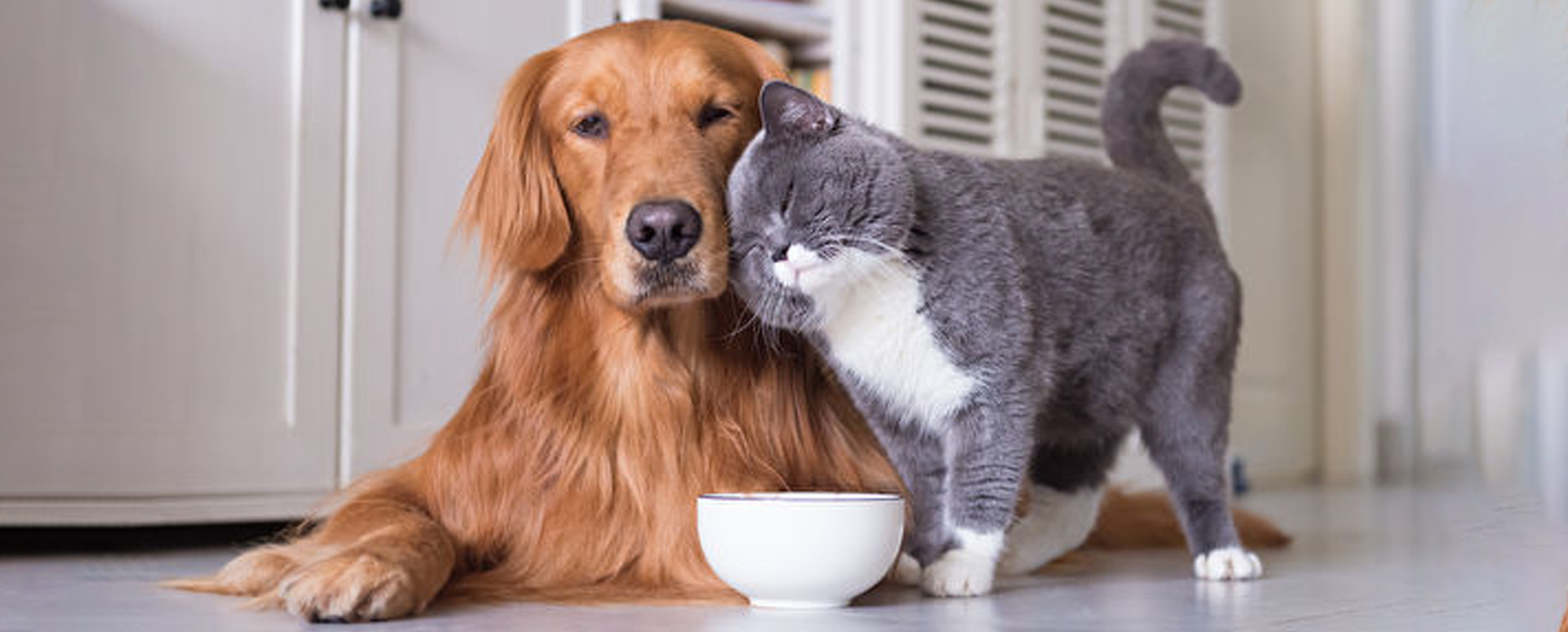What’s the Best Dog-Proof Litter Box?
