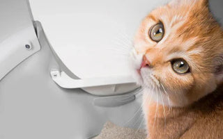 How to Introduce Your Cat to a New CATLINK Litter Box