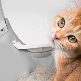 How to Introduce Your Cat to a New CATLINK Litter Box