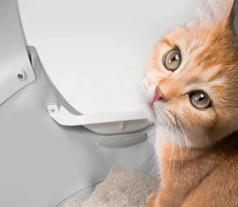 How to Introduce Your Cat to a New CATLINK Litter Box
