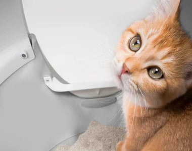 How to Introduce Your Cat to a New CATLINK Litter Box