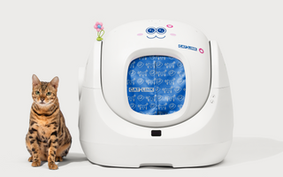 Why Is My Cat Going Outside the Litter Box?