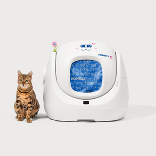 Why Is My Cat Going Outside the Litter Box?