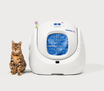 Why Is My Cat Going Outside the Litter Box?