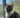 Why Differentiating Your Cats Pee and Poop Data Matters for Their Health