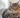 Why Will We Need a Smart Litter Box with a Camera in 2026?