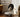 Munchkin Cat: Complete Care, Health & Ergonomic Guide (2026)