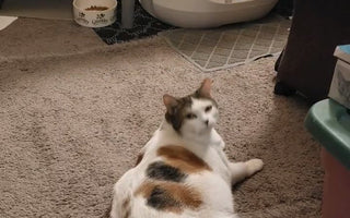 CATLINK Story: Veterinary Nurse Jenny’s Experience with CATLINK Litter Boxes