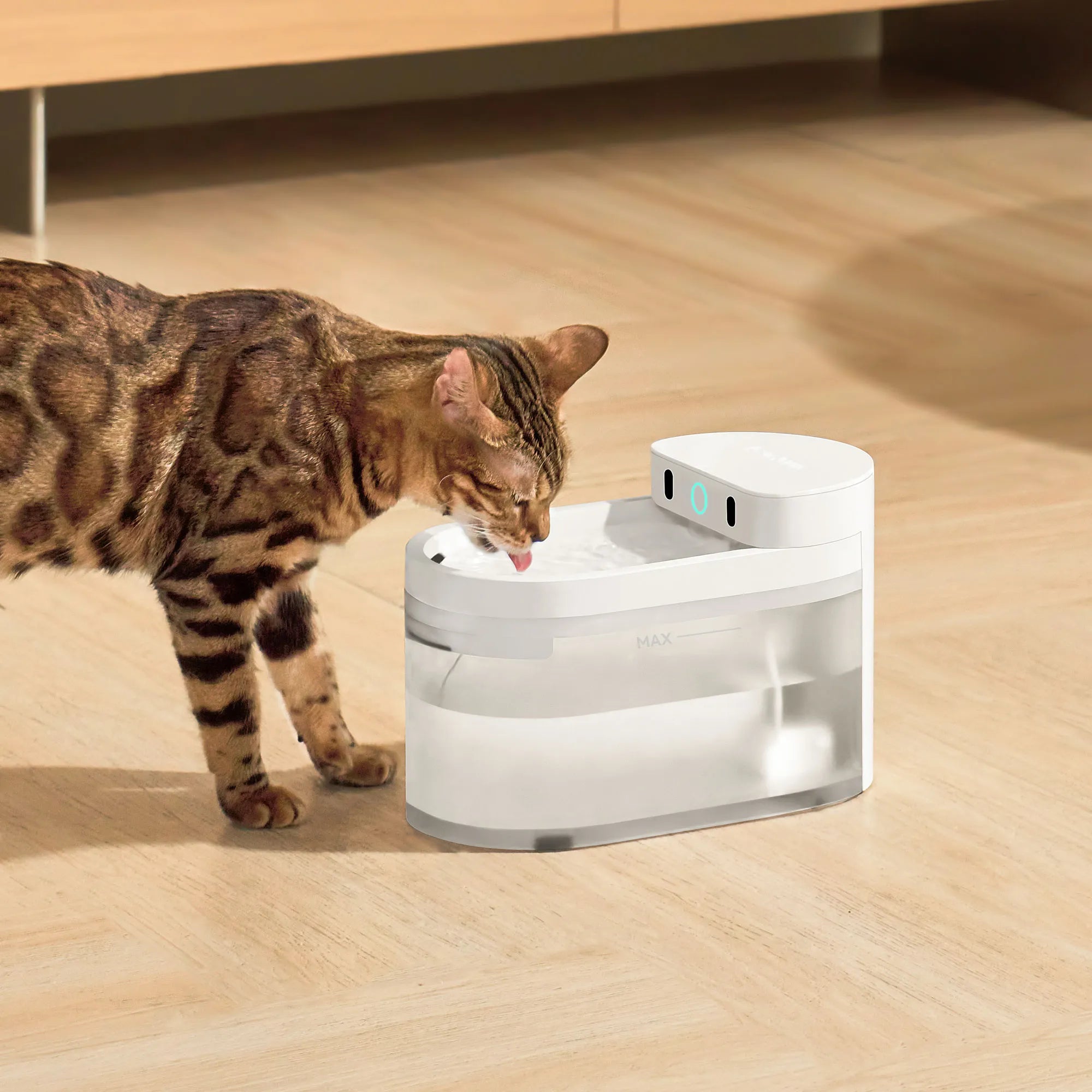Bengal cat drinking from a smart water fountain with a visible monitoring module