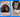 Why Do Cats Like Boxes? The Science of Feline Comfort, Stress, and Security (2026)