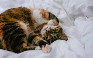 5 Signs Your Cat’s Litter Box Needs an Upgrade