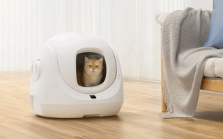 Smooth Transition: Tips for Introducing Your Cat to CATLINK's Self-Cleaning Litter Box