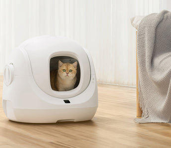 Smooth Transition: Tips for Introducing Your Cat to CATLINK's Self-Cleaning Litter Box