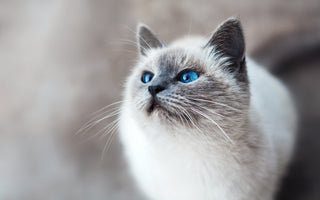 Cat Safety 101: Protecting Your Feline from Essential Oils, Plants, and Dehydration