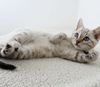 Why Does My Cat Hate Their Litter Box? Vet-Approved Solutions