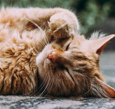 Essential Tips Every Cat Owner Should Know