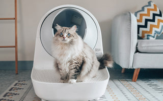 The Scoop on Self-Cleaning vs. Traditional Litter Boxes: Which is Best for Your Cat?