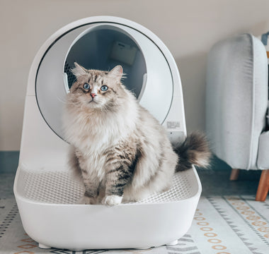 The Scoop on Self-Cleaning vs. Traditional Litter Boxes: Which is Best for Your Cat?