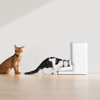 Simplify your pet's mealtime with the CATLINK Feeder Set. 