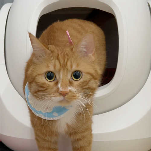Loved by Cat Parents