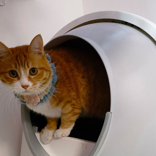 Loved by Cat Parents